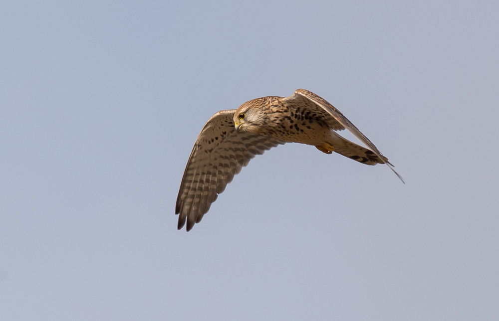 Turmfalke auf Mäusejagd im Rüttelflug