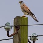 Turmfalke auf Mast