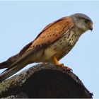 Turmfalke auf Nachbars Dach