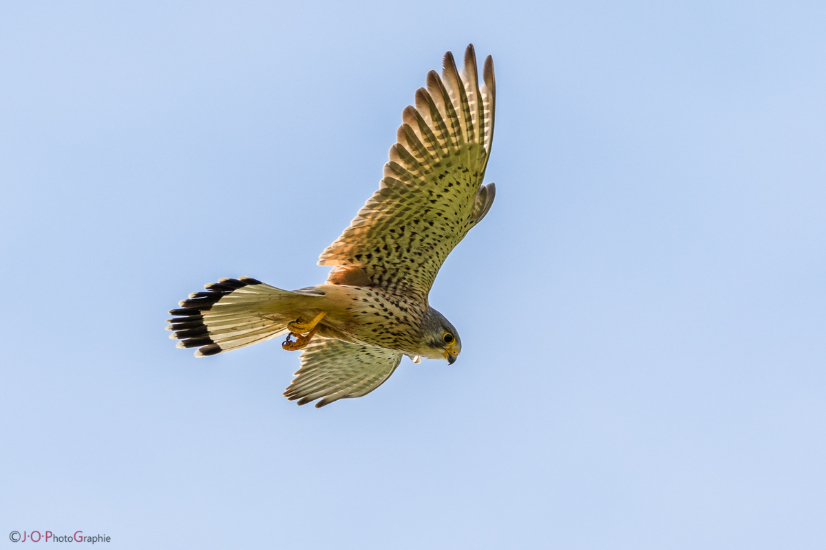 Turmfalke auf Nahrungssuche