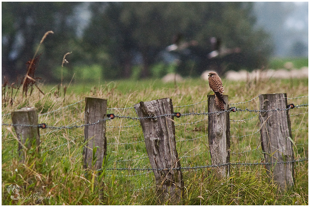 Turmfalke auf Pfosten