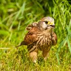 Turmfalke auf Regenwurmjagd