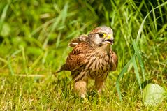 Turmfalke auf Regenwurmjagd