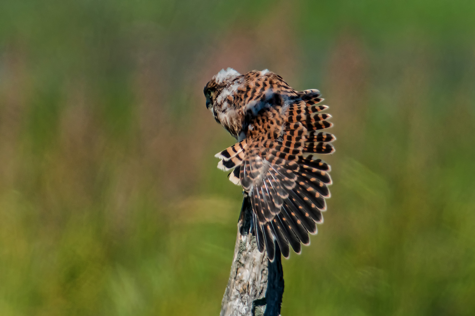 Turmfalke auf rettendem Ast