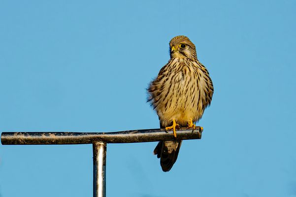  Turmfalke auf seinem Ansitz