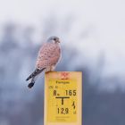 Turmfalke auf seinem Ansitz