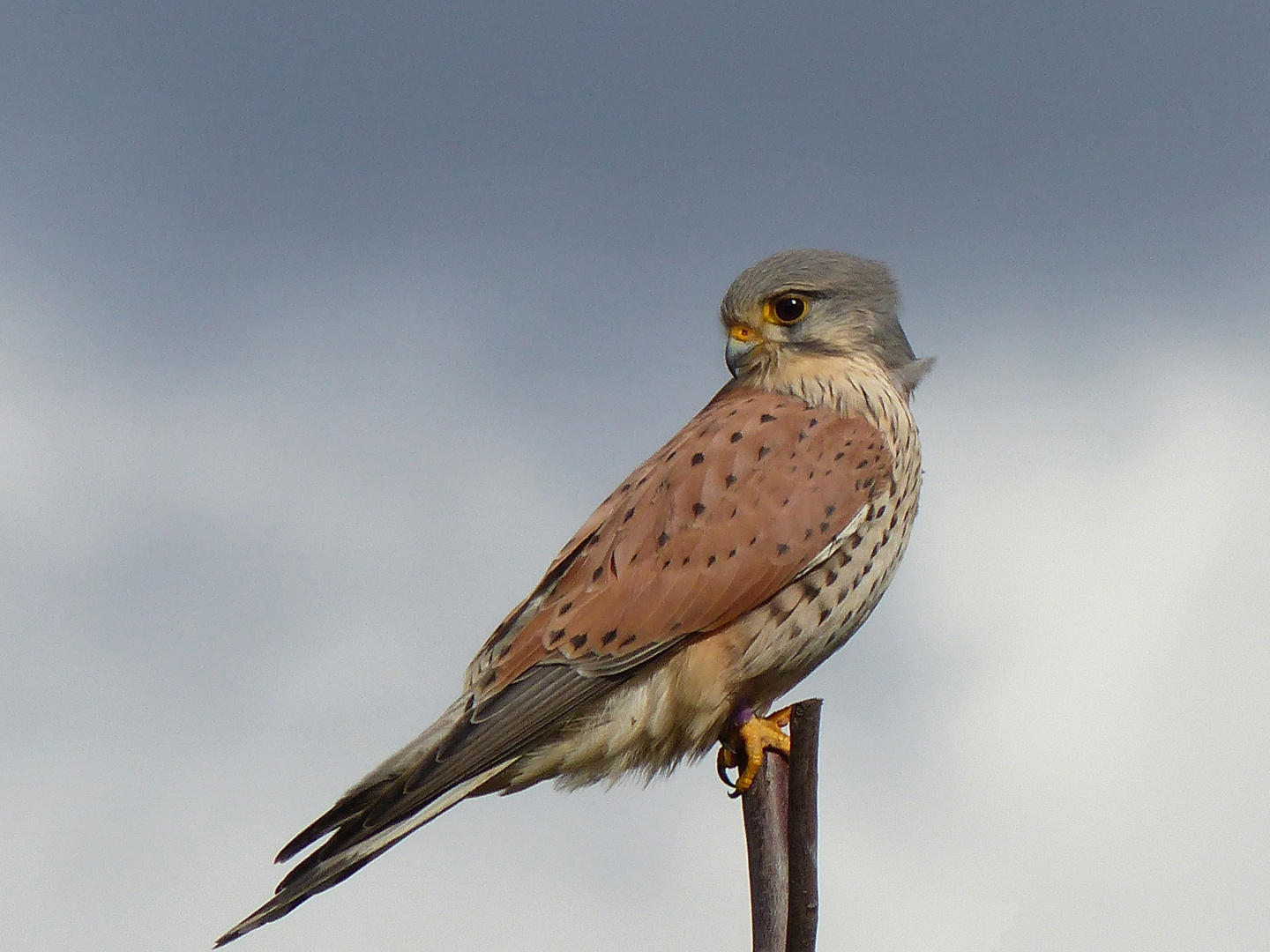 Turmfalke auf seinem Ansitzplatz 