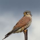 Turmfalke auf seinem Ansitzplatz 