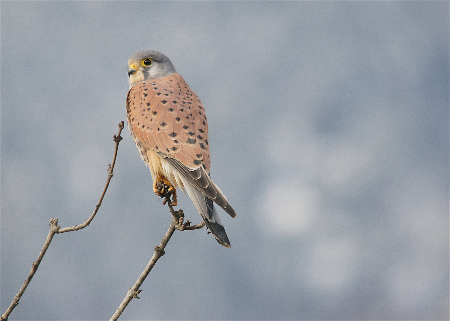 Turmfalke auf Sitzwarte