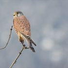 Turmfalke auf Sitzwarte