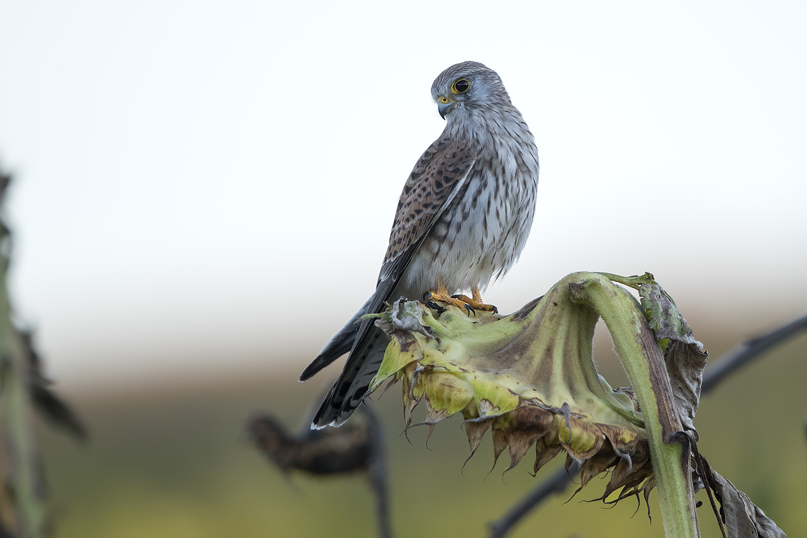 Turmfalke auf Sonnenblume