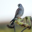 Turmfalke auf Sonnenblume