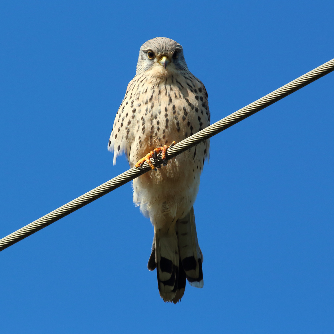 Turmfalke auf Stromleitung 02