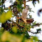 Turmfalke auf Sylt