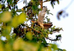 Turmfalke auf Sylt