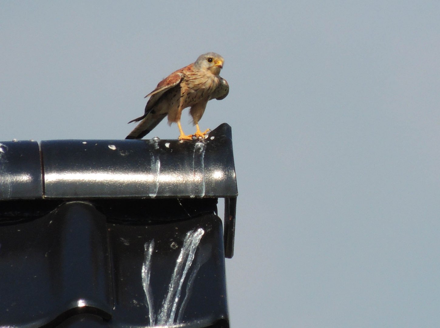 Turmfalke auf unserem Dach / Kestrel on our roof