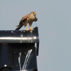 Turmfalke auf unserem Dach / Kestrel on our roof