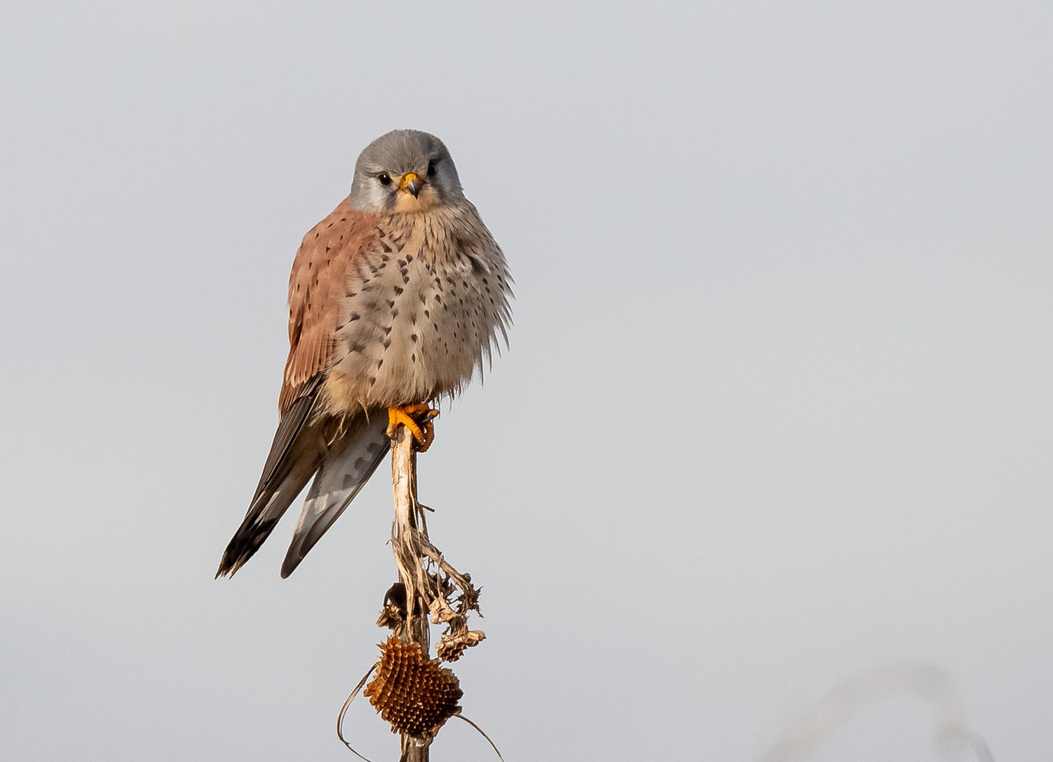 Turmfalke auf vertrockneter Sonnenblume