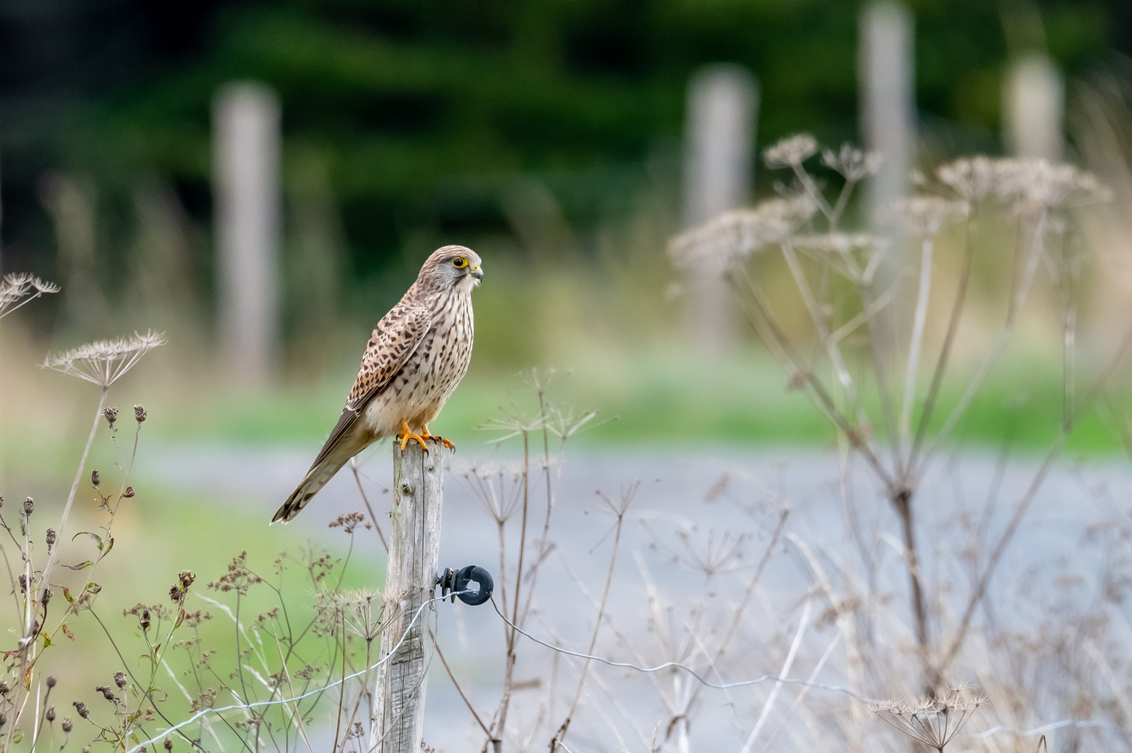 Turmfalke auf Zaunpfahl