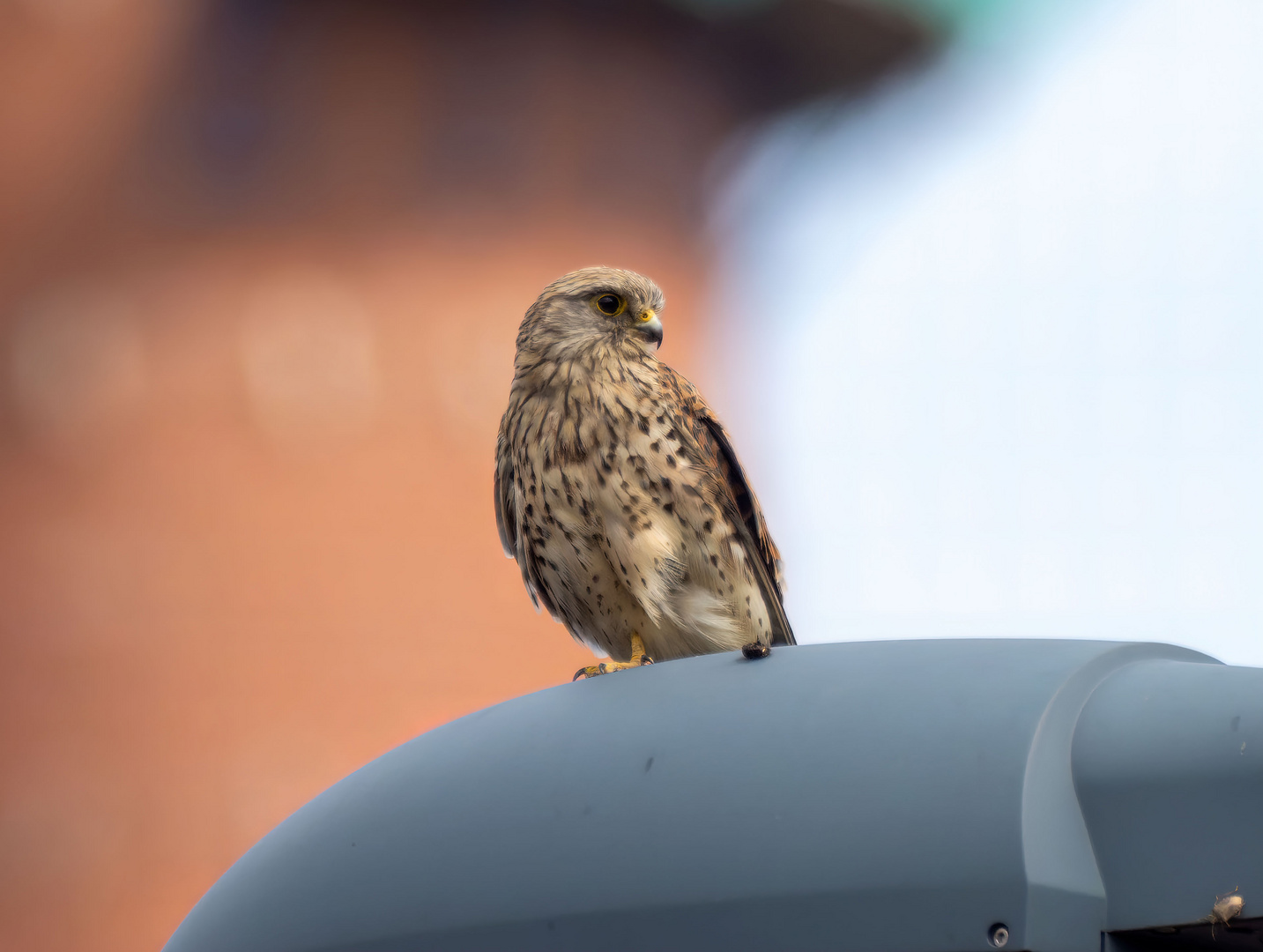 Turmfalke auf Zollverein