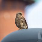 Turmfalke auf Zollverein