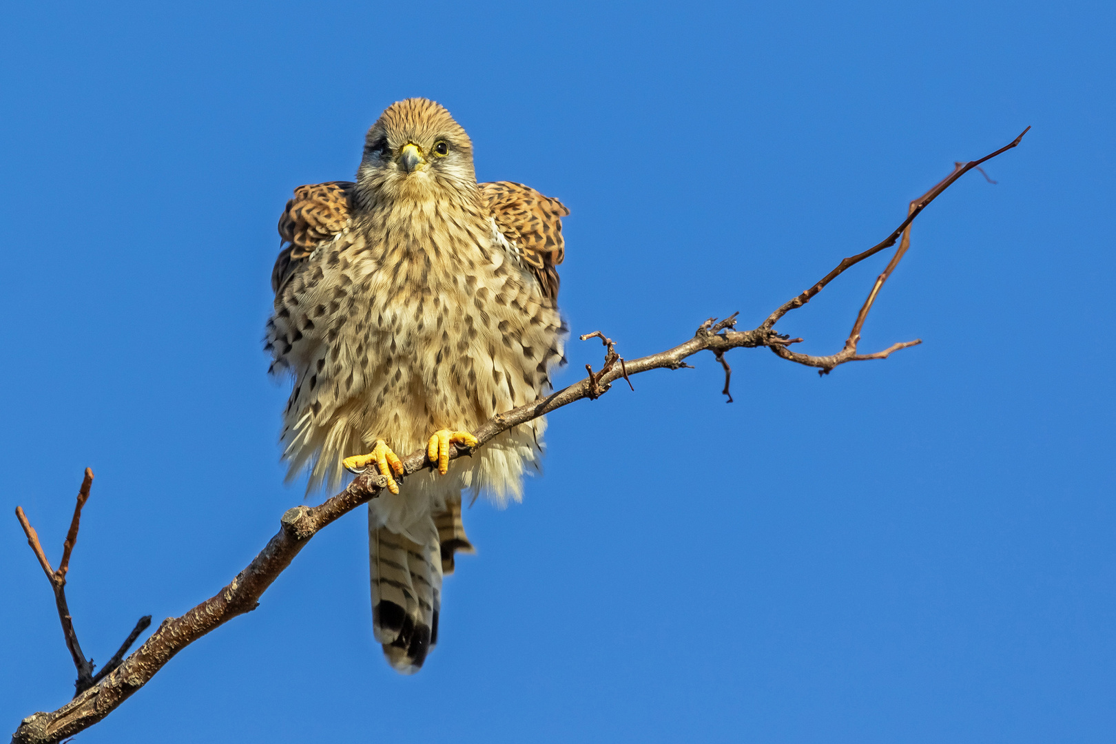 Turmfalke aufgeplustert