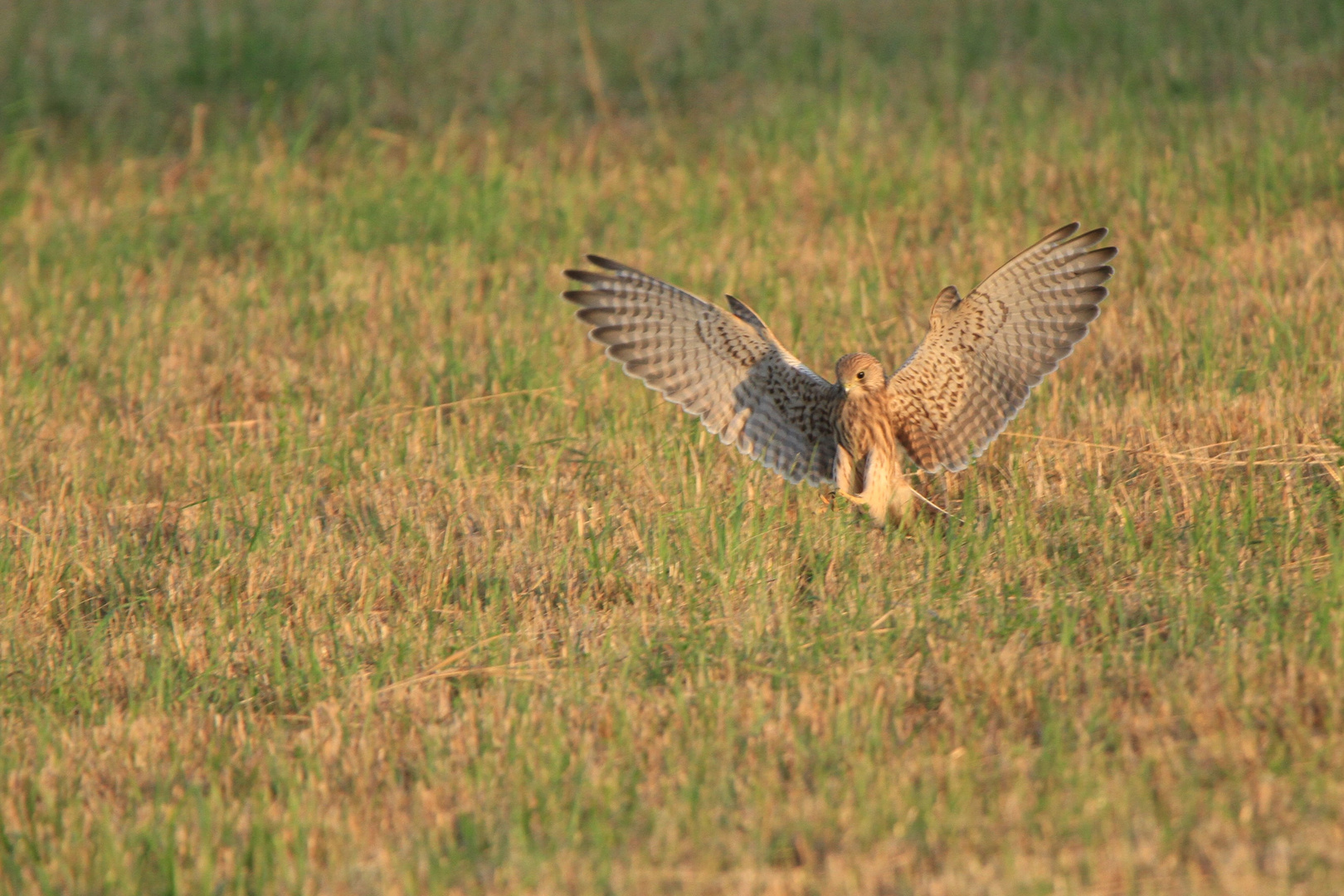 Turmfalke