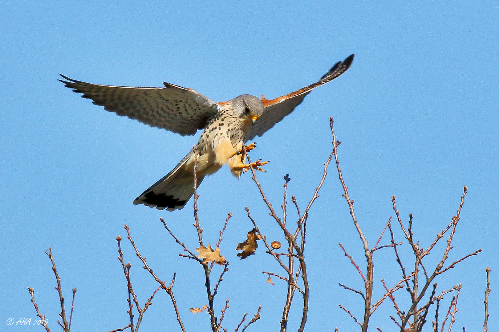 Turmfalke