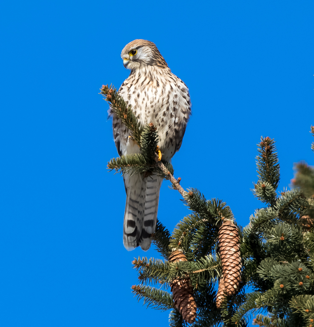 Turmfalke