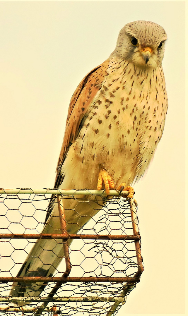 Turmfalke (bearbeitet)