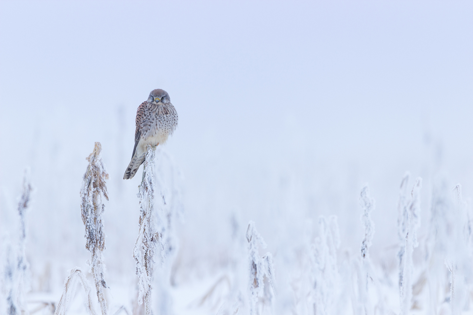 Turmfalke bei -18 Grad