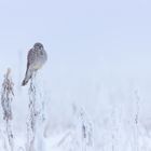 Turmfalke bei -18 Grad