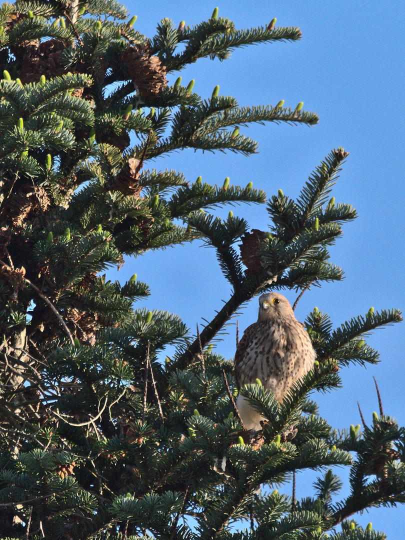 Turmfalke bei Abendsonne