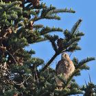 Turmfalke bei Abendsonne