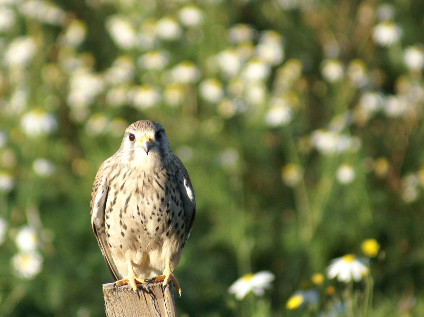 Turmfalke bei den Butterblumen 