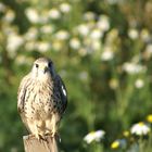 Turmfalke bei den Butterblumen 