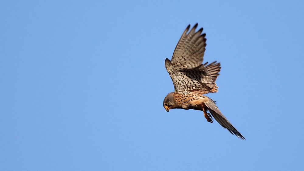 "TURMFALKE", bei der abendlichen Mäusejagd