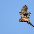 "TURMFALKE", bei der abendlichen Mäusejagd