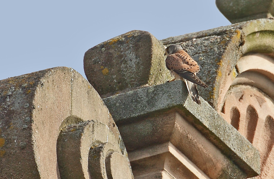 Turmfalke bei der Cadolzburg in Cadolzburg