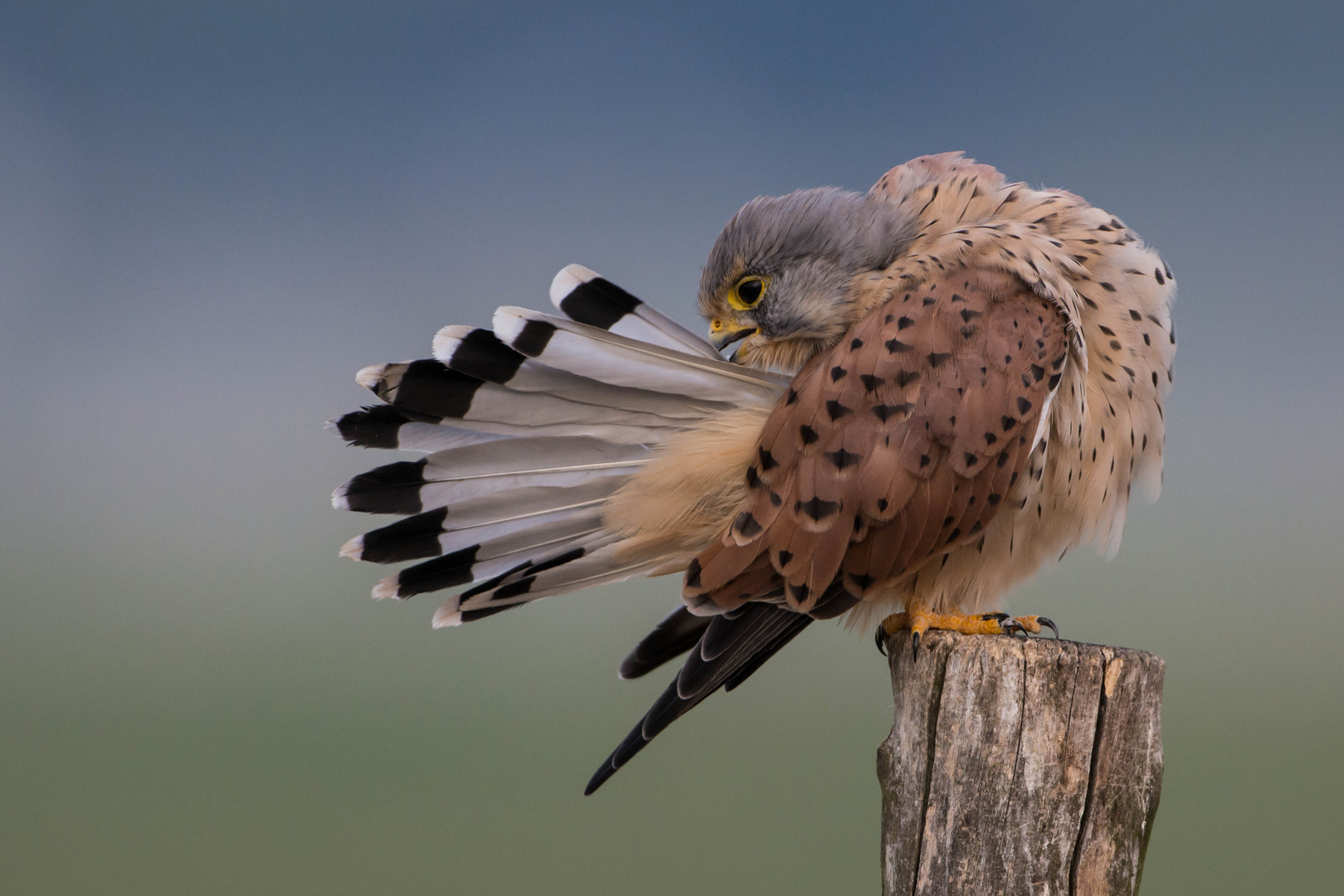 Turmfalke bei der Gefiederpflege 