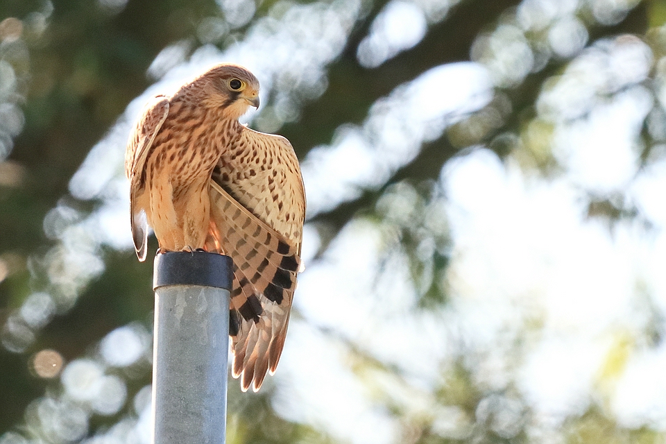 Turmfalke bei der Gefiederpflege