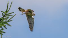 Turmfalke bei der Jagd ...