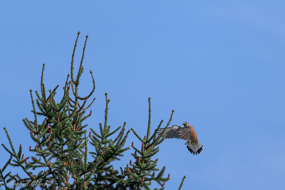 Turmfalke bei der Jagd ...