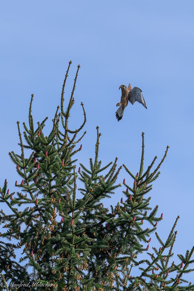 Turmfalke bei der Jagd ...