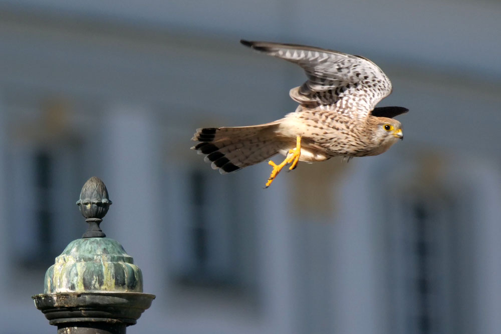 Turmfalke bei der Jagd