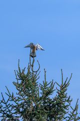 Turmfalke bei der Jagd ...