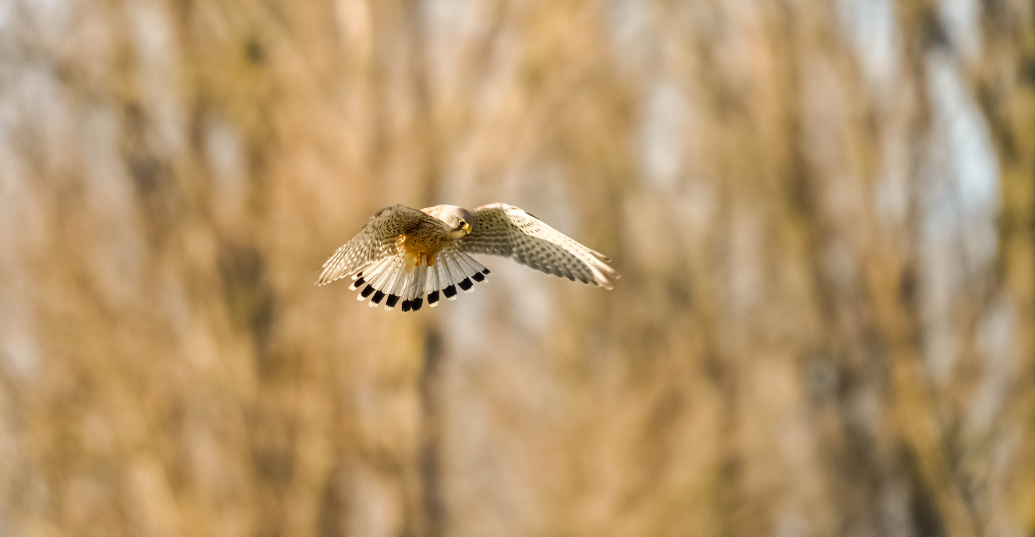 Turmfalke bei der Jagt