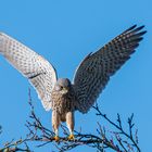 Turmfalke bei der Landung ...