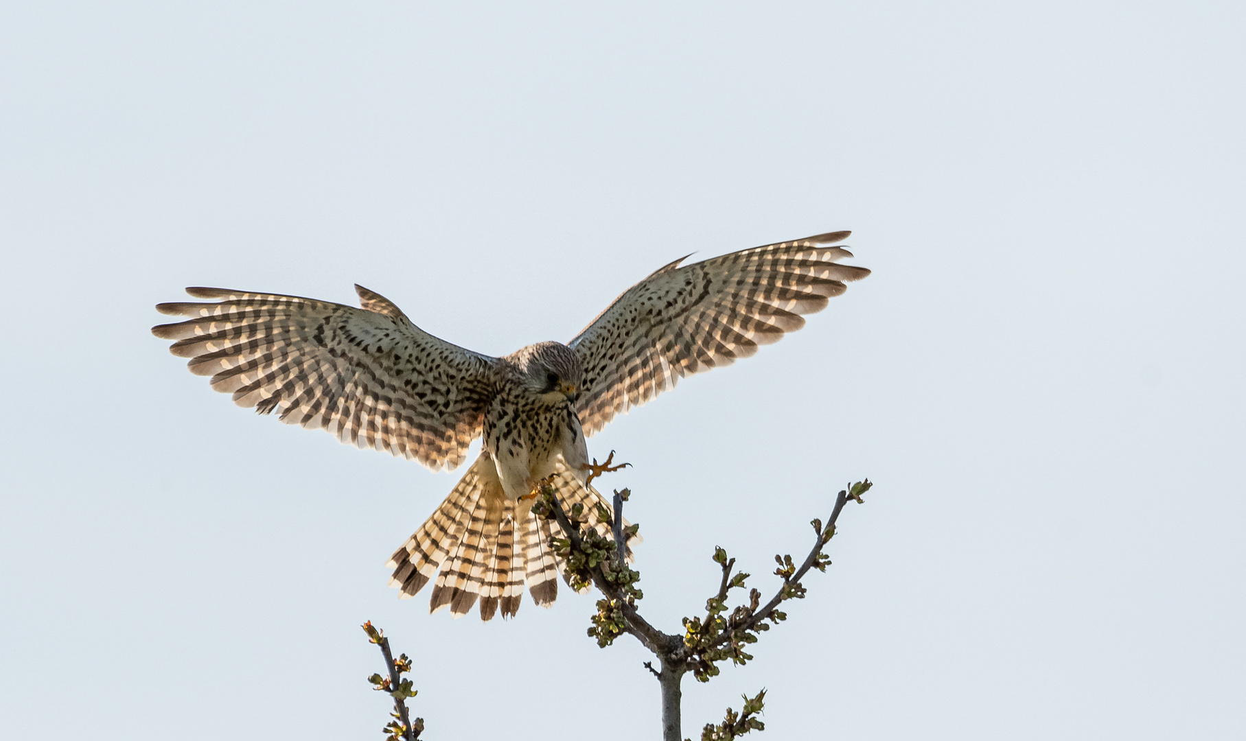 Turmfalke bei der Landung ...