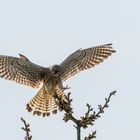 Turmfalke bei der Landung ...